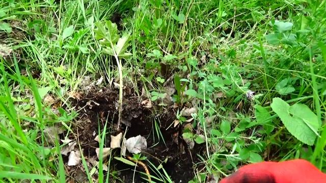Сигнум после Сафари Signum MFD after Minelab Safari смотреть онлайн