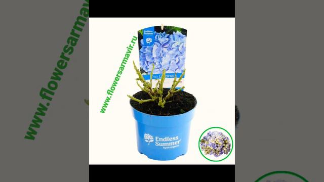 Гортензия крупнолистная. Принимаем заказы на весну. Магазин ➡️ www.flowersarmavir.ru смотреть онлайн