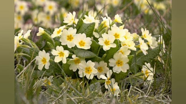 Çuha - Primula смотреть онлайн