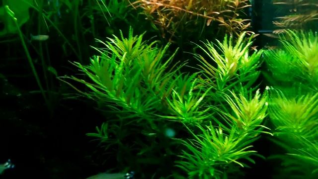 Limnophila aromatica смотреть онлайн