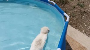 Кошка плавает в бассейне