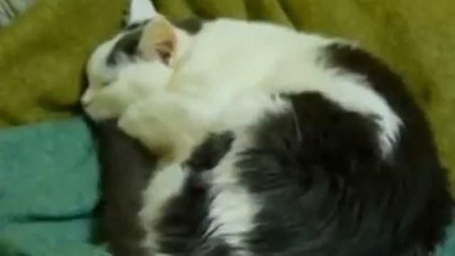 У кошки русская душа смотреть онлайн