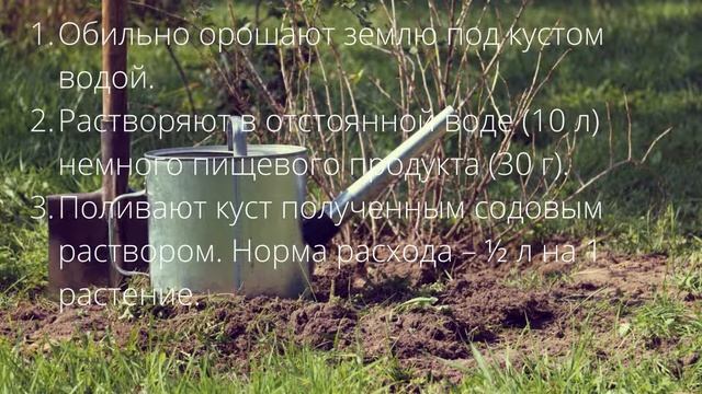 Обычная сода защищает мою смородину от вредителей — делюсь работающим рецептом