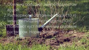 Обычная сода защищает мою смородину от вредителей — делюсь работающим рецептом
