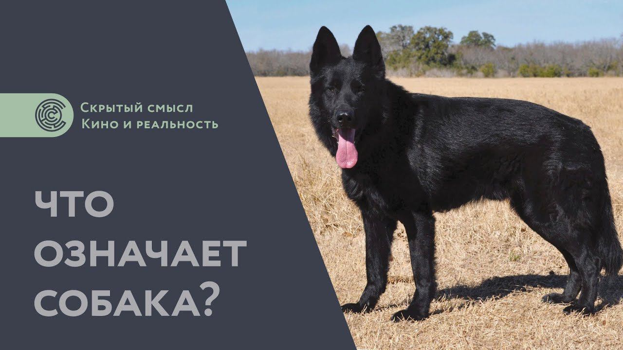 Что означает собака? Дополнение к разбору «Сталкера». Философия мифологии смотреть онлайн