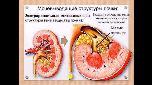 Мочевыделительная система: обзор органов смотреть онлайн