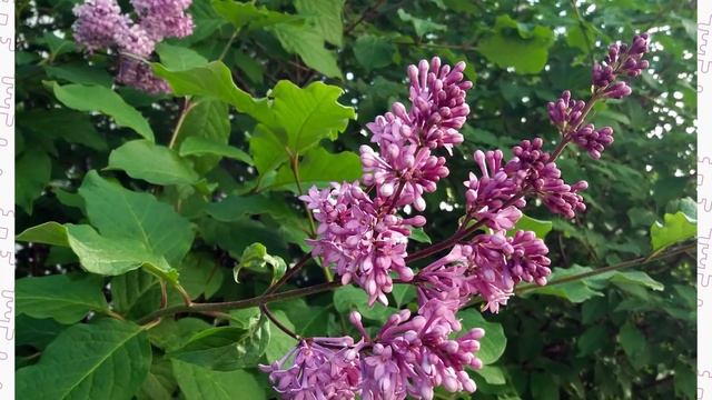 Почему сирень недолговечна? смотреть онлайн