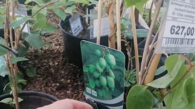 Выбор актинидии киви мужские и женские смотреть онлайн