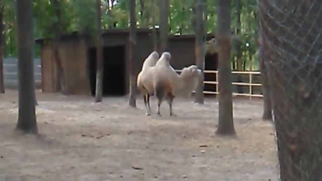 Экопарк Фельдмана ( контактный зоопарк в Харькове ) смотреть онлайн