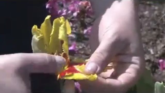 Texas Flame Tulip смотреть онлайн