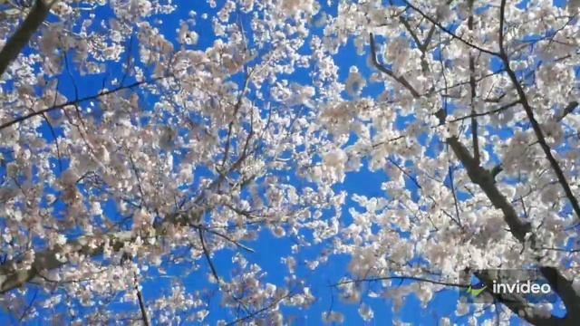 #navroz Navro'z Bayrami Muborak