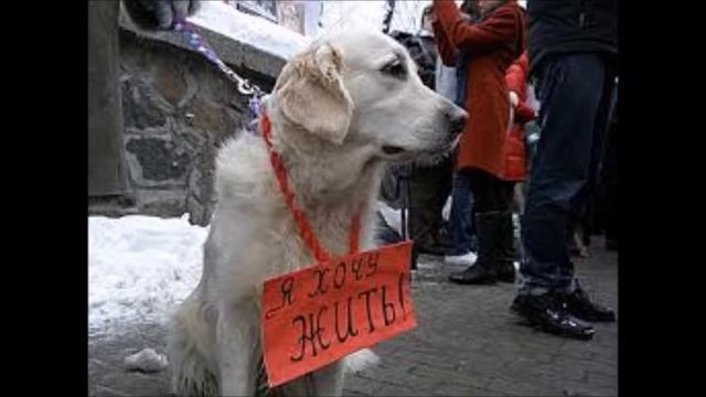 Бездомные собаки смотреть онлайн