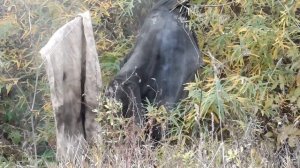 Аэрозольный пистолет Пионер и сигнал охотника. Что будет если не соблюдать технику безопасности?