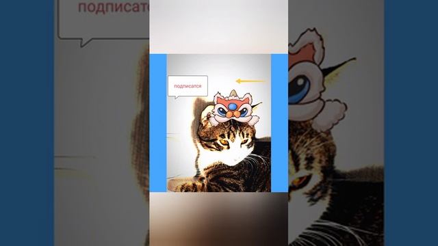 посмотрите какие милые фото моего котика!?????❤️????????♥️ смотреть онлайн