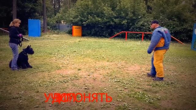 Дэзи - ризеншнауцер на ЗКС смотреть онлайн