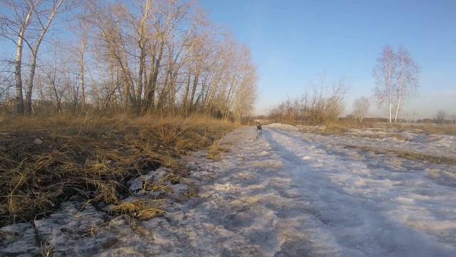 басенджи на прогулке смотреть онлайн