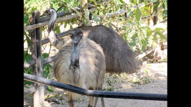 Тайланд. Паттайя. Зоопарк Khao Kheow Zoo. смотреть онлайн