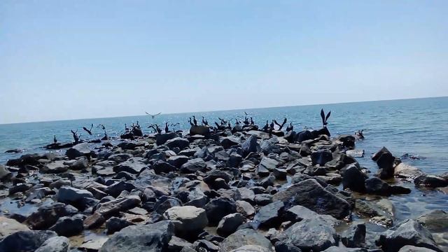 северные птицы , , Берингов пролив , камчатка смотреть онлайн