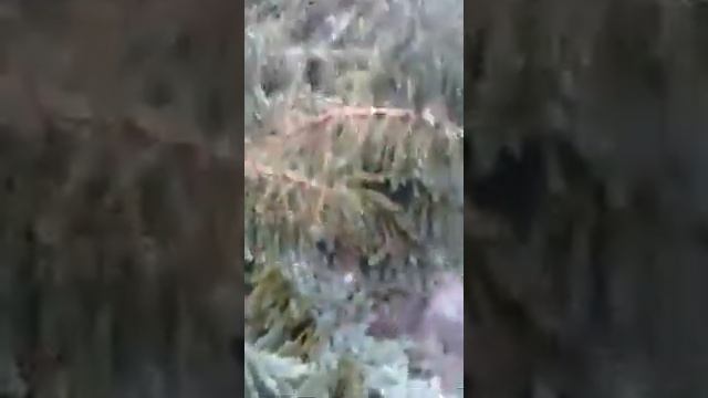 После силнеешего ветра, с дождём в селе Кёнделен сорвал деревья, в дворе бальнице. смотреть онлайн