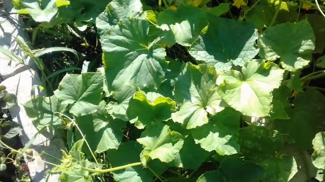 Вызревают наши подсолнухи. Красота то какая. 10. 08. 2017г. смотреть онлайн