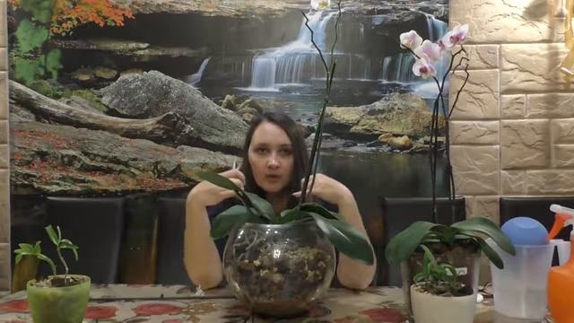 Орхидеи в грунте ZeoFlora. Первый полив после посадки несколько важных советов по выращиванию