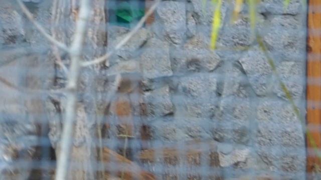 Манул Свэн поймал куропатку из рук кипера и сел ужинать в лучах заката. Ленинградский зоопарк смотреть онлайн