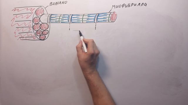 ФИЗО Ч.1. Строение мышц смотреть онлайн