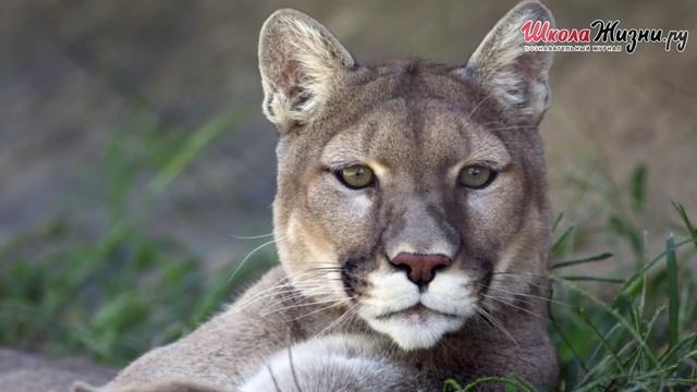 Для чего Усы Коту? И Прочим Млекопитающим... смотреть онлайн