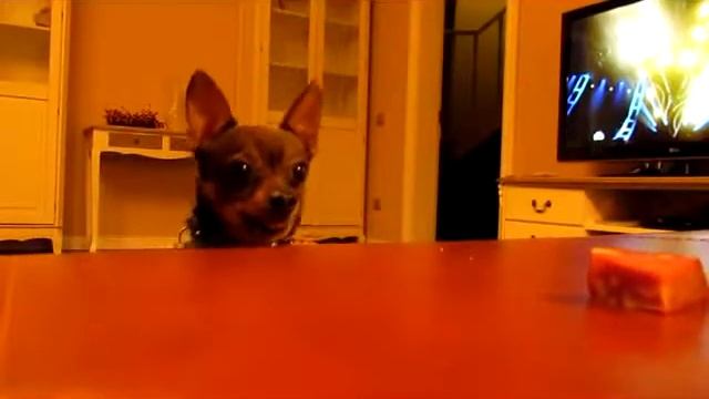 Два кусочека колбаски