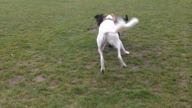 Maxime the standard schnauzer being chased by a saluki. смотреть онлайн