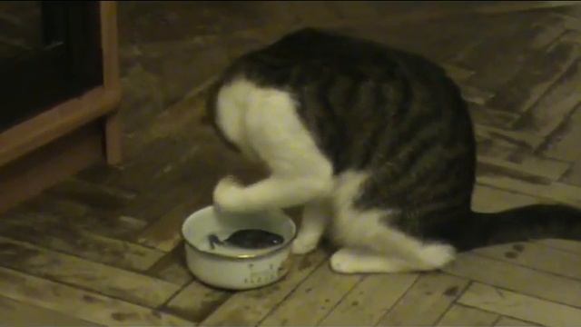 Кошка моет Мышку смотреть онлайн