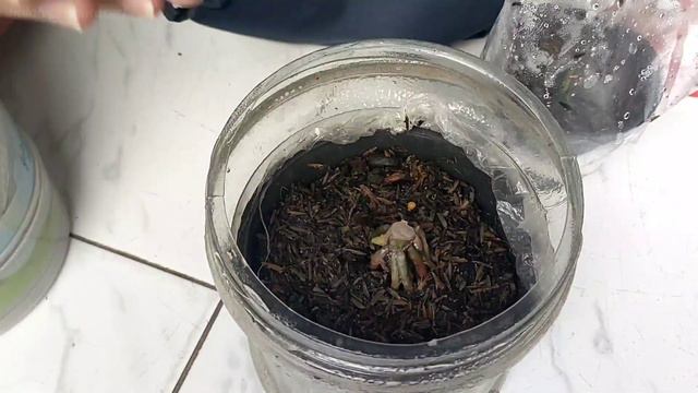 CARA BONGGOL AGLAONEMA CEPAT BERTUNAS!!! смотреть онлайн
