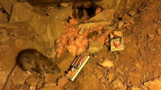 (part 2) smart rat tries to trigger a mousetrap with a rock смотреть онлайн