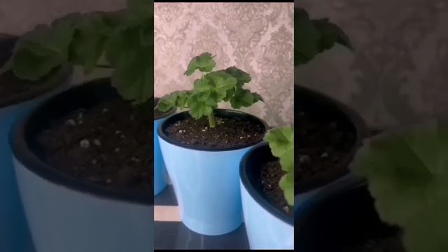 Новинки !! ЮВ Северная Андромеда , юВ Звезда Водолея!! Обзор новинок и содержание смотреть онлайн