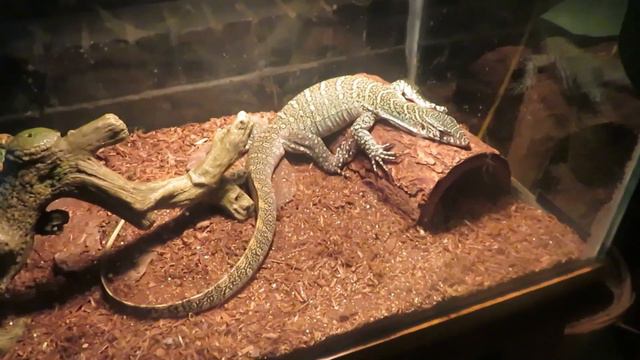 Louisiana purchase gardens and zoo Full tour 2023 смотреть онлайн