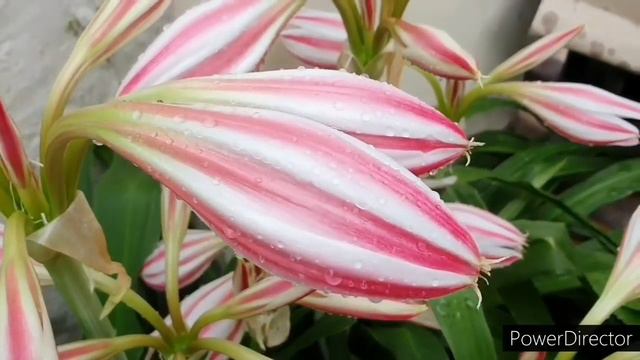 Milk and Wine/Crinum Lily Complete care in pot & ground//Best potting soil смотреть онлайн