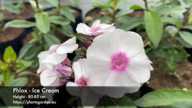 Phlox - Ice Cream 4K смотреть онлайн