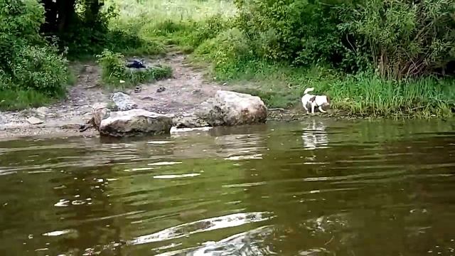 На берегу Оки замечена ондатровая собака. смотреть онлайн