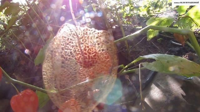 ФИЗАЛИС ФРАНШЕ - декоративное УКРАШЕНИЕ для вашего сада. смотреть онлайн