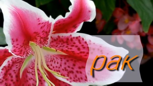 Какой ты цветок по знаку зодиака? ? смотреть онлайн