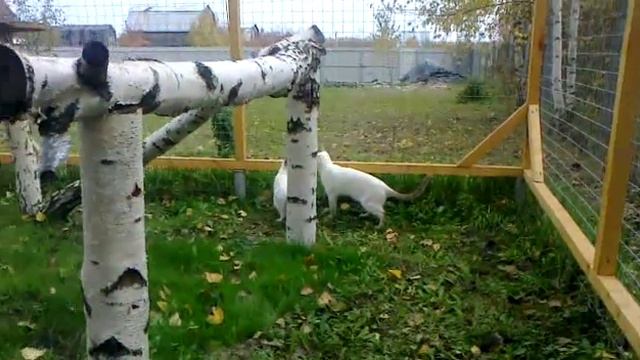 Осень в вольере смотреть онлайн