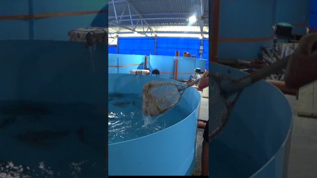 Ферма радужной форели в Новомихайловском
