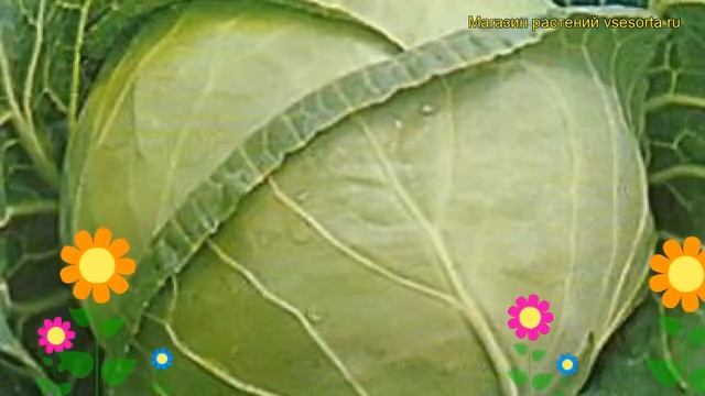 Капуста белокочанная F1 Экспресс. Краткий обзор, описание характеристик F1 Ekspress смотреть онлайн