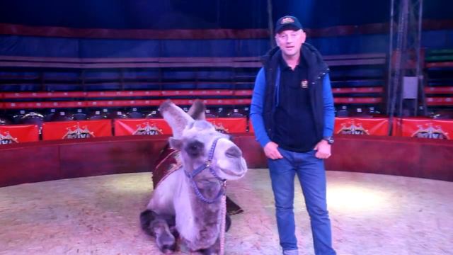 Верблюд предсказывает исход матча 