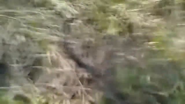 Лучшие шокирующие моменты рыбалки. Змея ворует рыбу. смотреть онлайн