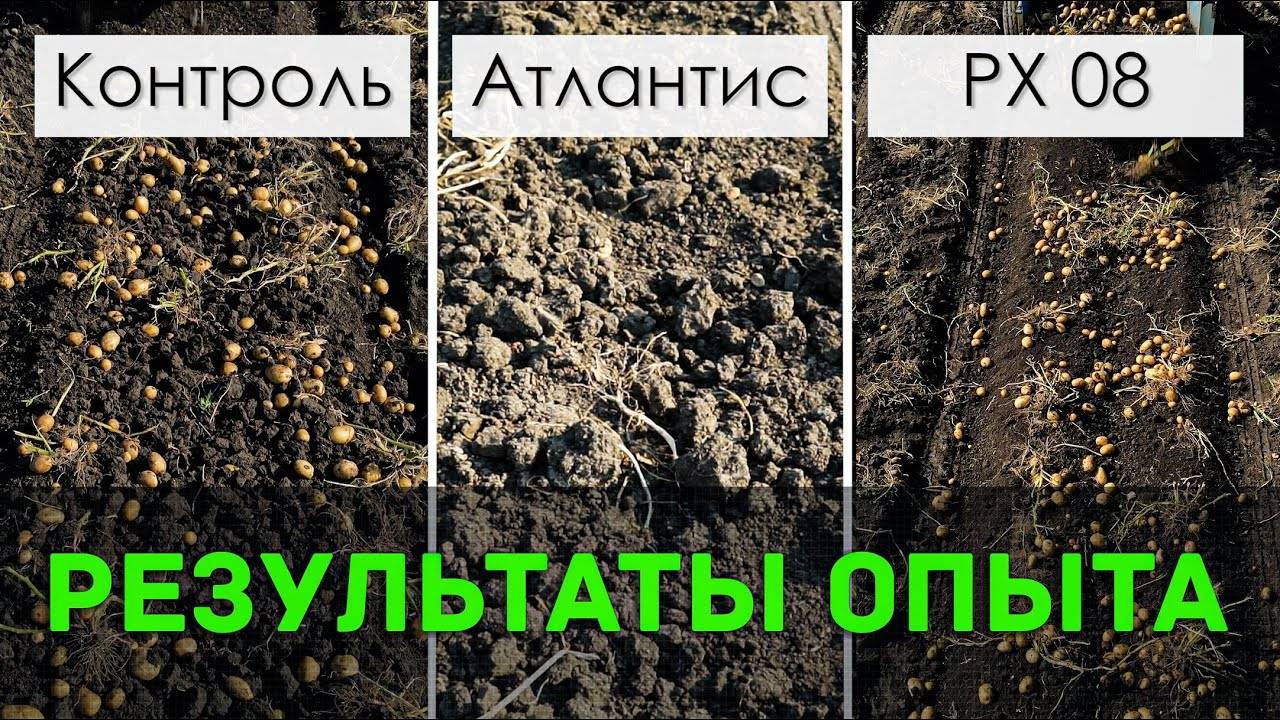 Результаты опытов улучшителей почвы - Атлантис и PX 08