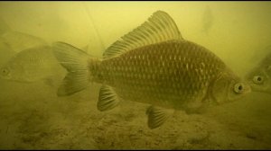 ОЧЕНЬ МНОГО КАРАСЯ И ПЛОТВЫ. Подводное видео. Последний лёд.