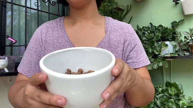 Sembrando Echeveria thriller pearl 🍃 смотреть онлайн