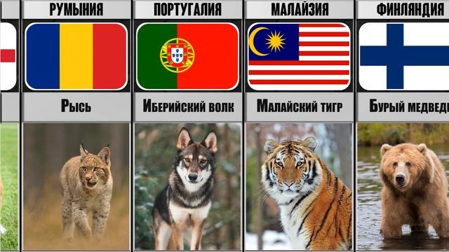 Национальные Животные Разных Стран ??? смотреть онлайн