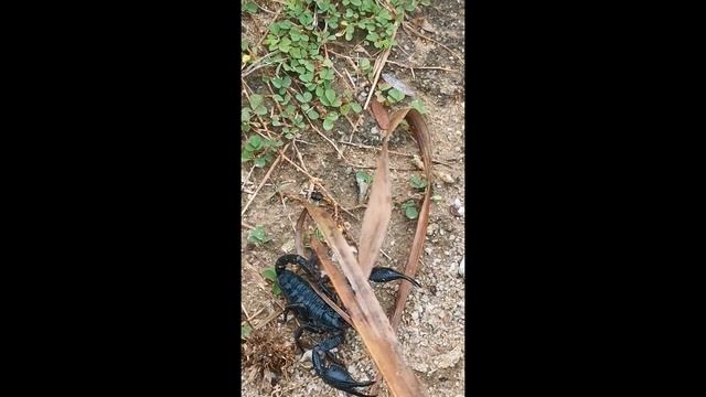 Скорпион в дикой природе смотреть онлайн